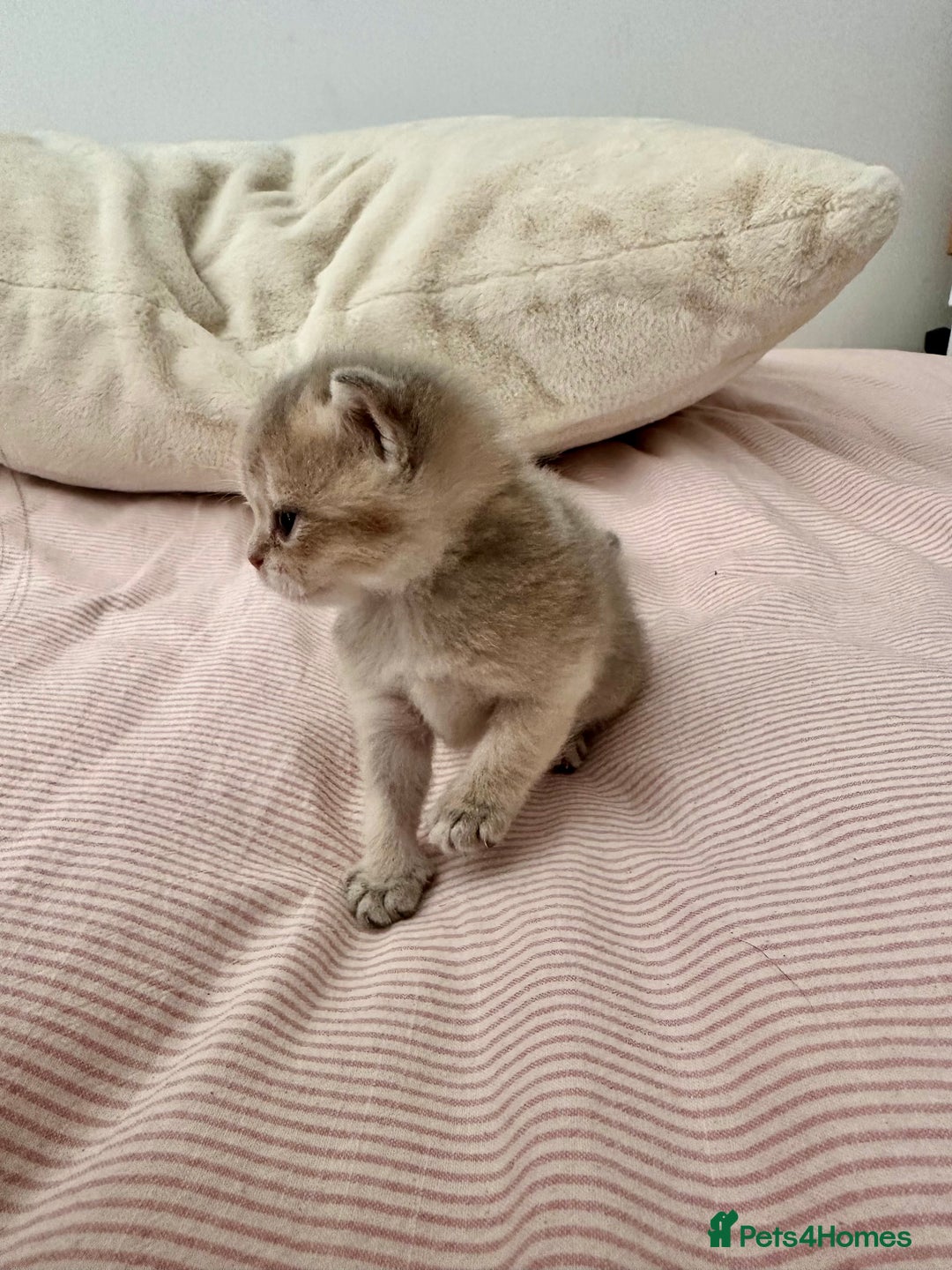 British Shorthair cats for sale: GCCF BSH fluffy kittens - Image 4