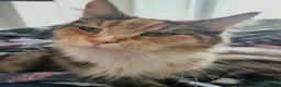 Maine Coon cats for sale: Retiring Queen  - Advert 4