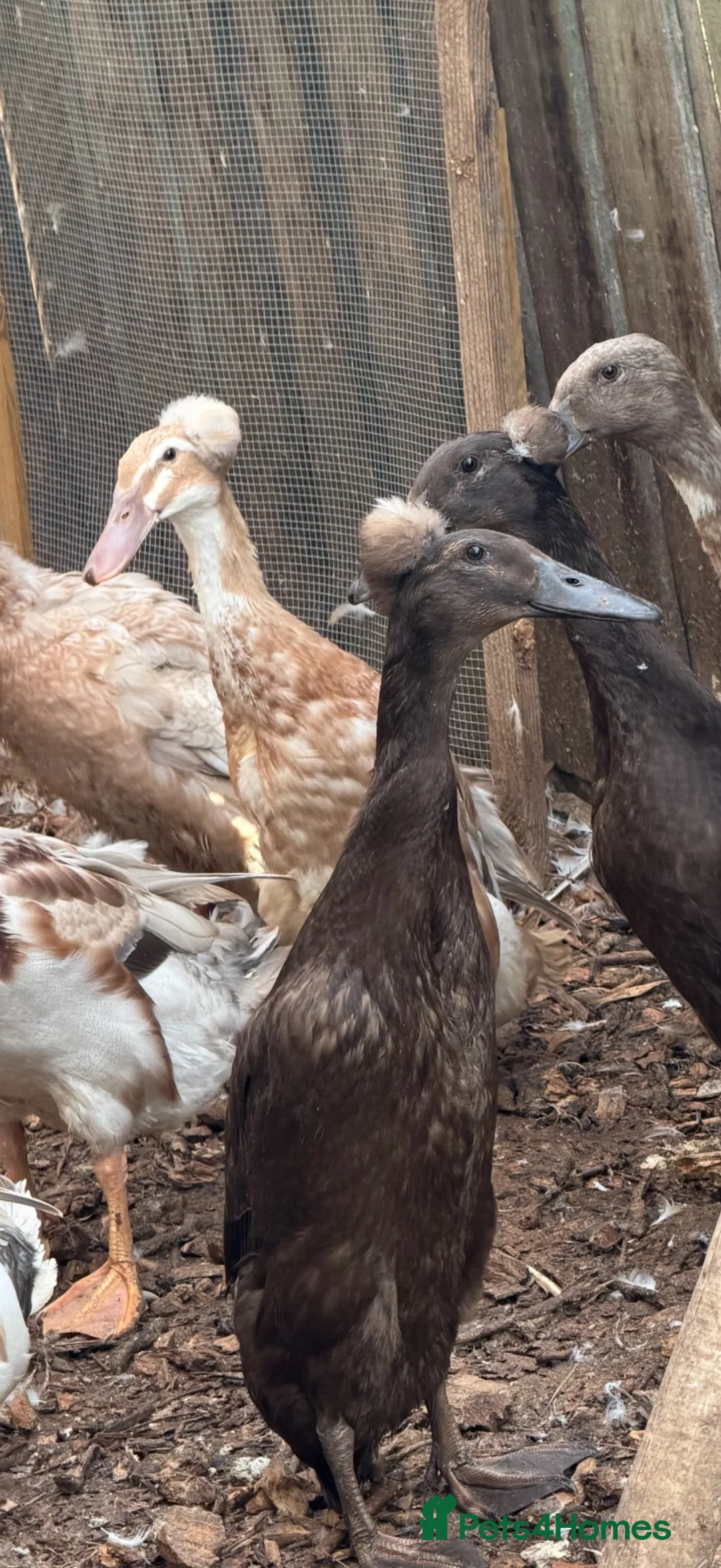 Ducks poultry for sale: Crested runner ducks  - Advert 1
