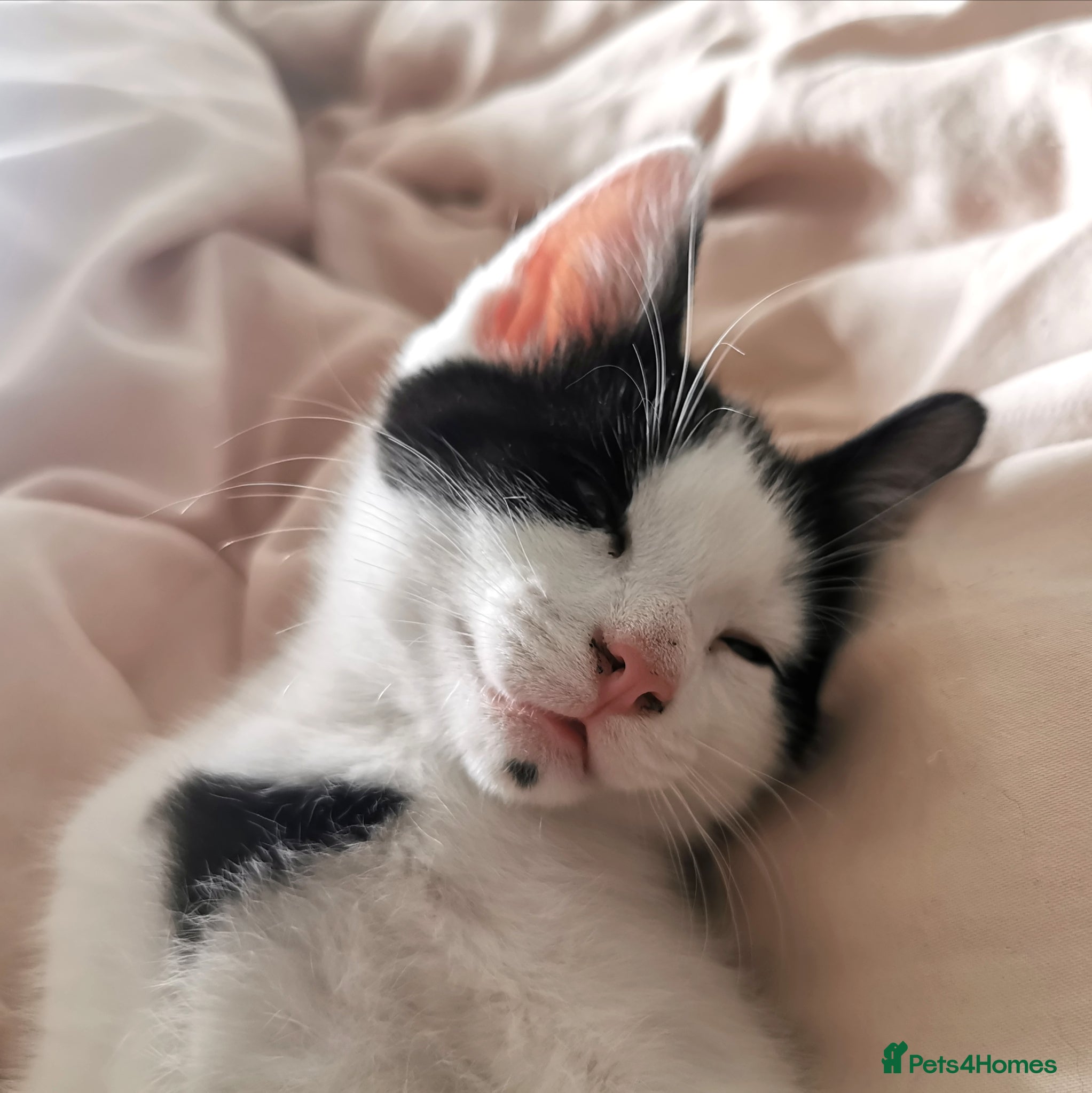 Mixed Breed cats for sale: Gorgeous, sweet natured & very playful kittens in London - Advert 23
