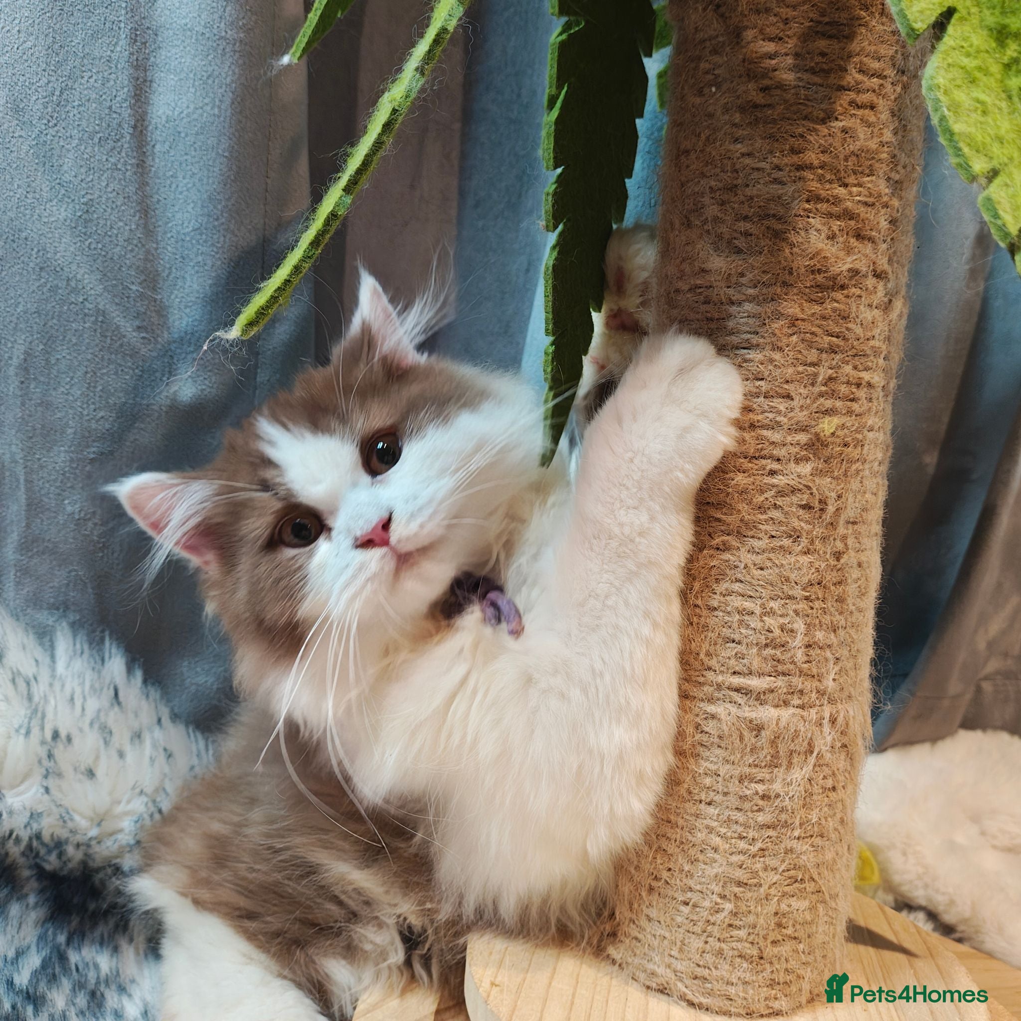 British Longhair cats Cinnamon bi colour, blue golden  - Advert 2