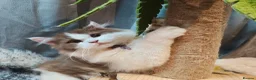 British Longhair cats for sale: Cinnamon bi colour, blue golden  - Advert 1