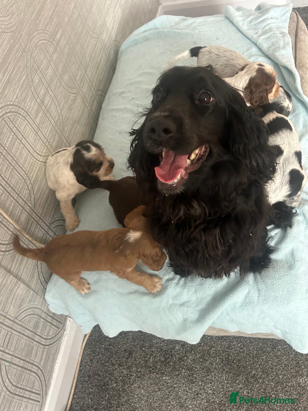 Cocker Spaniel dogs for sale: 🔥 rare coloured show type cocker spaniels  - Image 30