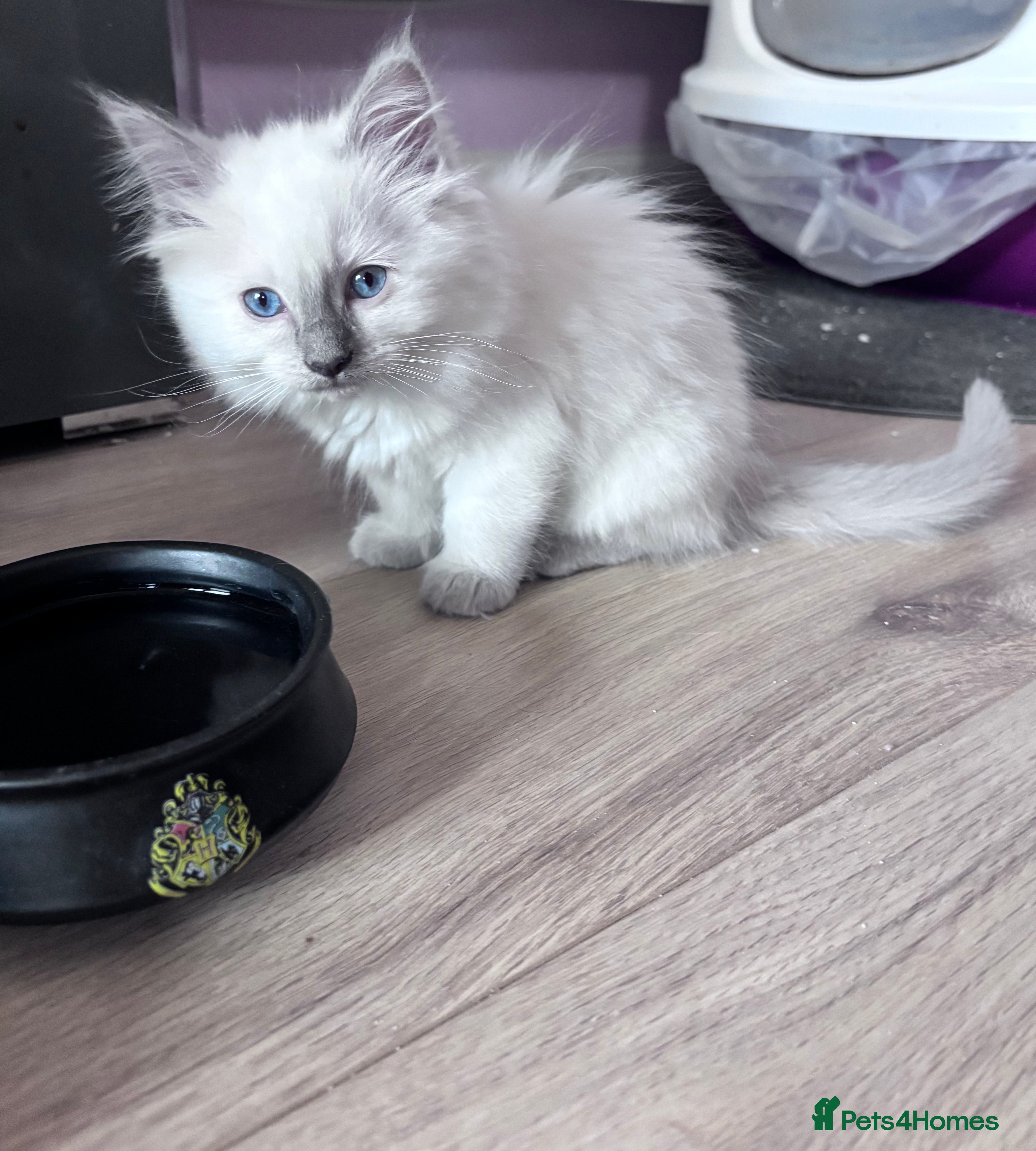 Ragdoll cats adorable Ragdoll kittens🥰 2 Girls kitten left 🥰 - Advert 8