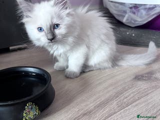 Ragdoll cats adorable Ragdoll kittens🥰 2 Girls kitten left 🥰 - Advert 8