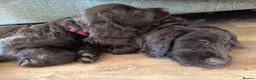 Cockapoo dogs for sale: Only 2 girls left! Gorgeous Cockapoo Puppies 🐾 - Advert 2