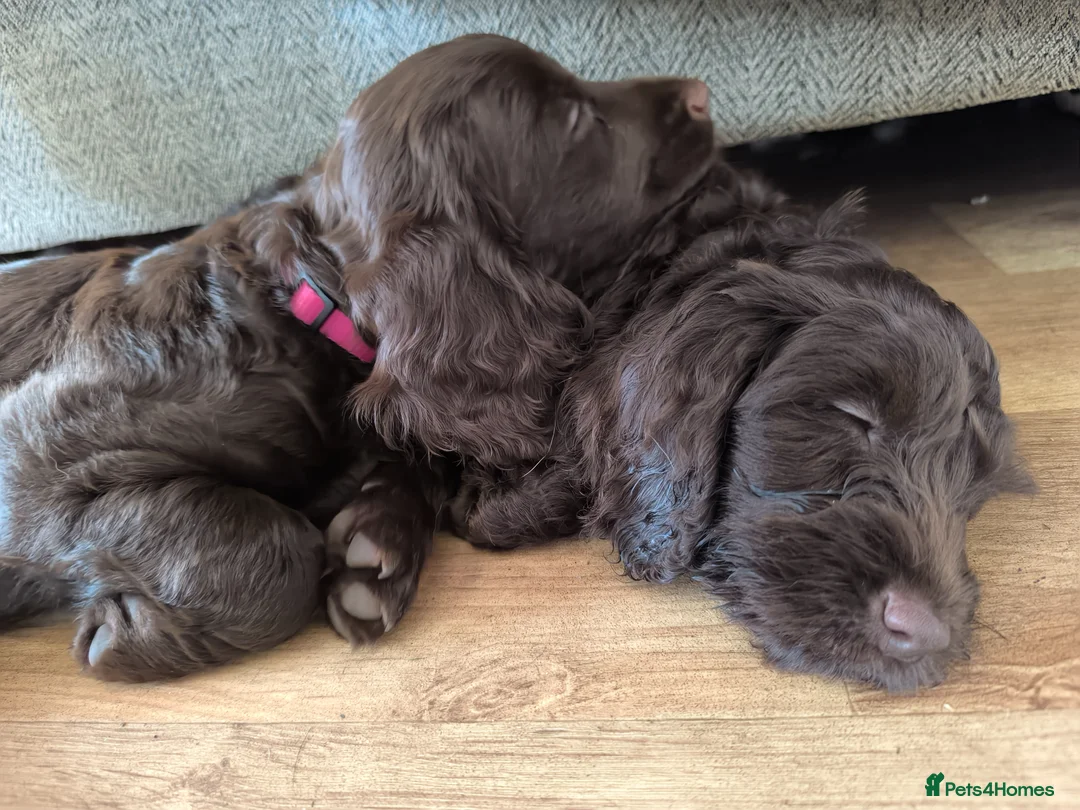 Cockapoo dogs for sale: Only 2 girls left! Gorgeous Cockapoo Puppies 🐾 - Advert 2