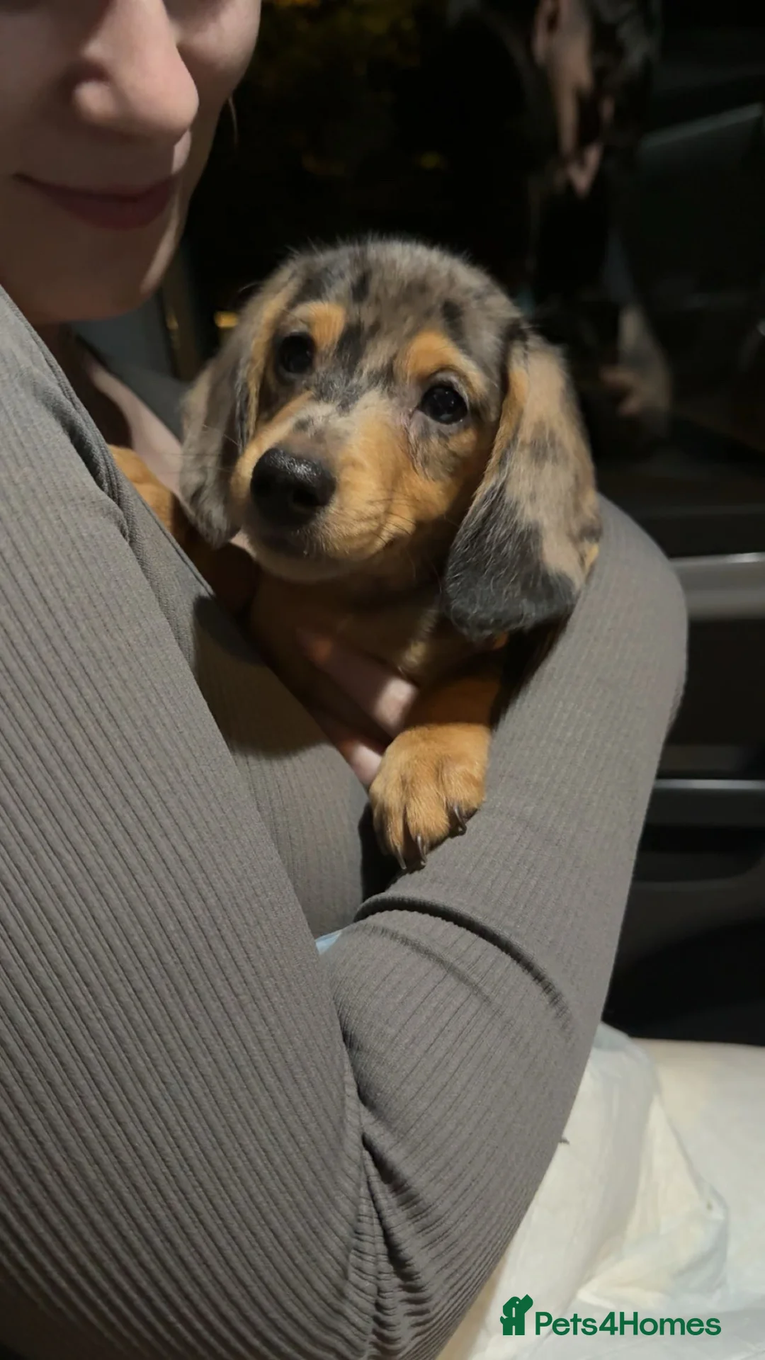 Miniature Dachshund dogs for sale: Harlow in Barnsley - Advert 7