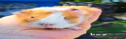 Guinea Pig rodents for sale: Young male guinea pigs for sale  - Advert 3