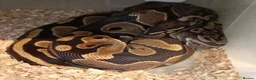 Python Snake reptiles for sale: Ball python in Welwyn Garden City - Advert 4