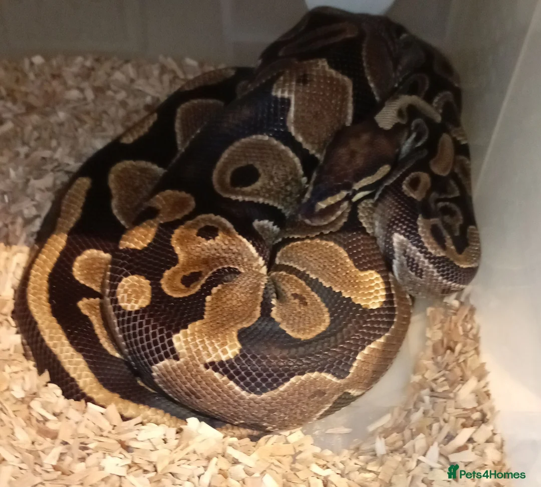 Python Snake reptiles for sale: Ball python in Welwyn Garden City - Advert 4