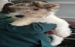 Fox Terrier dogs for sale: Wire Fox Terrier Male Puppy - 4 Months Old - Advert 2