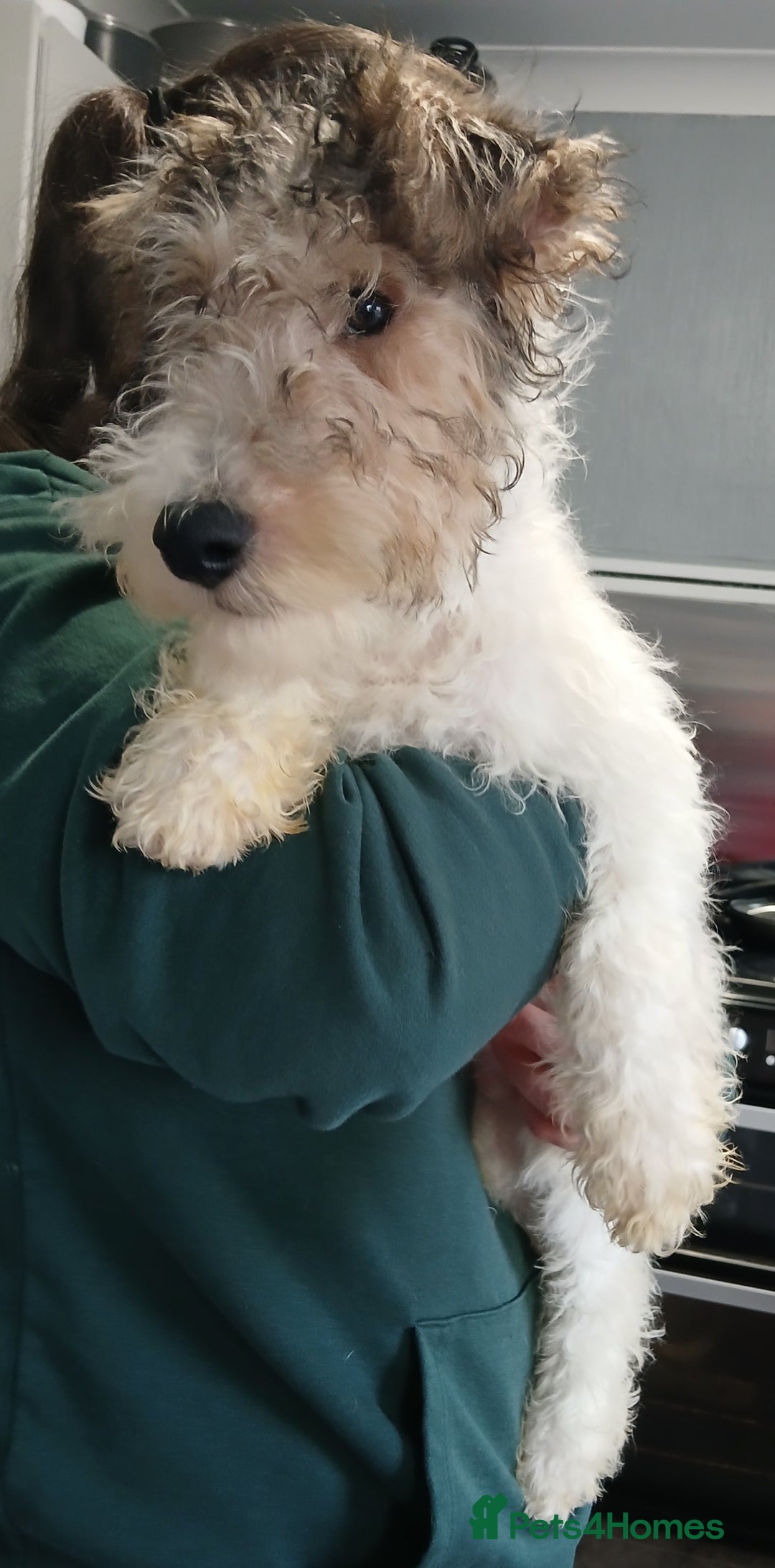 Fox Terrier dogs for sale: Wire Fox Terrier Male Puppy - 4 Months Old - Advert 2