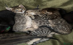 Savannah cats for sale: Savannah x Dorset Lad  - Image 14