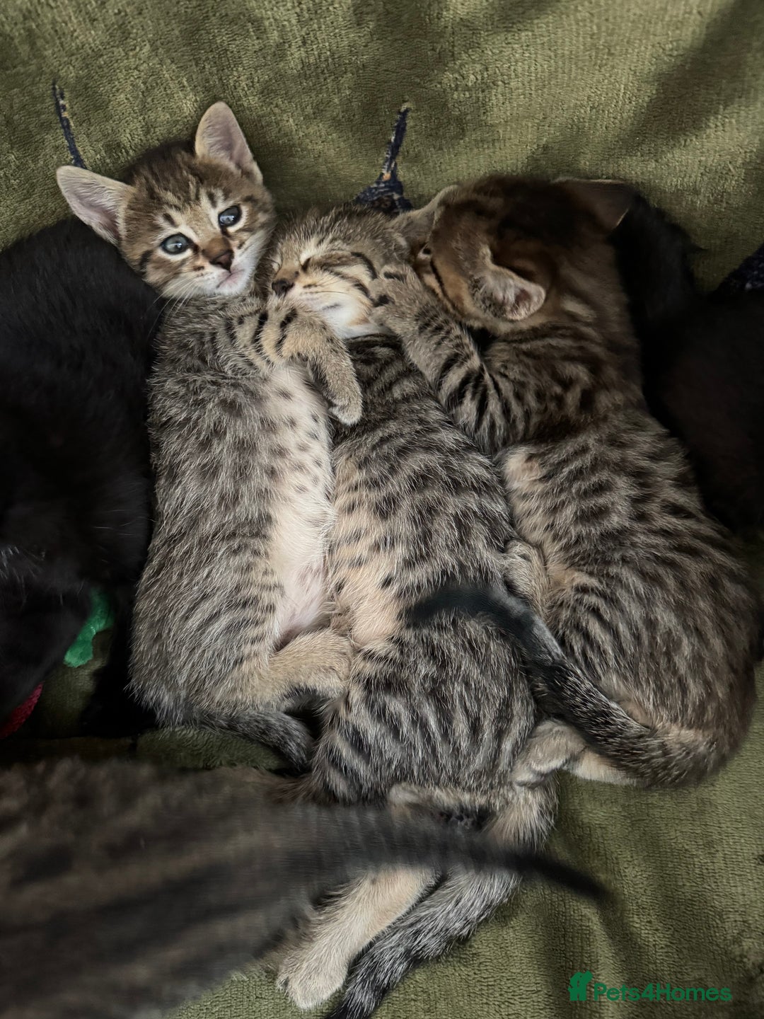 Savannah cats for sale: Savannah x Dorset Lad  - Image 14