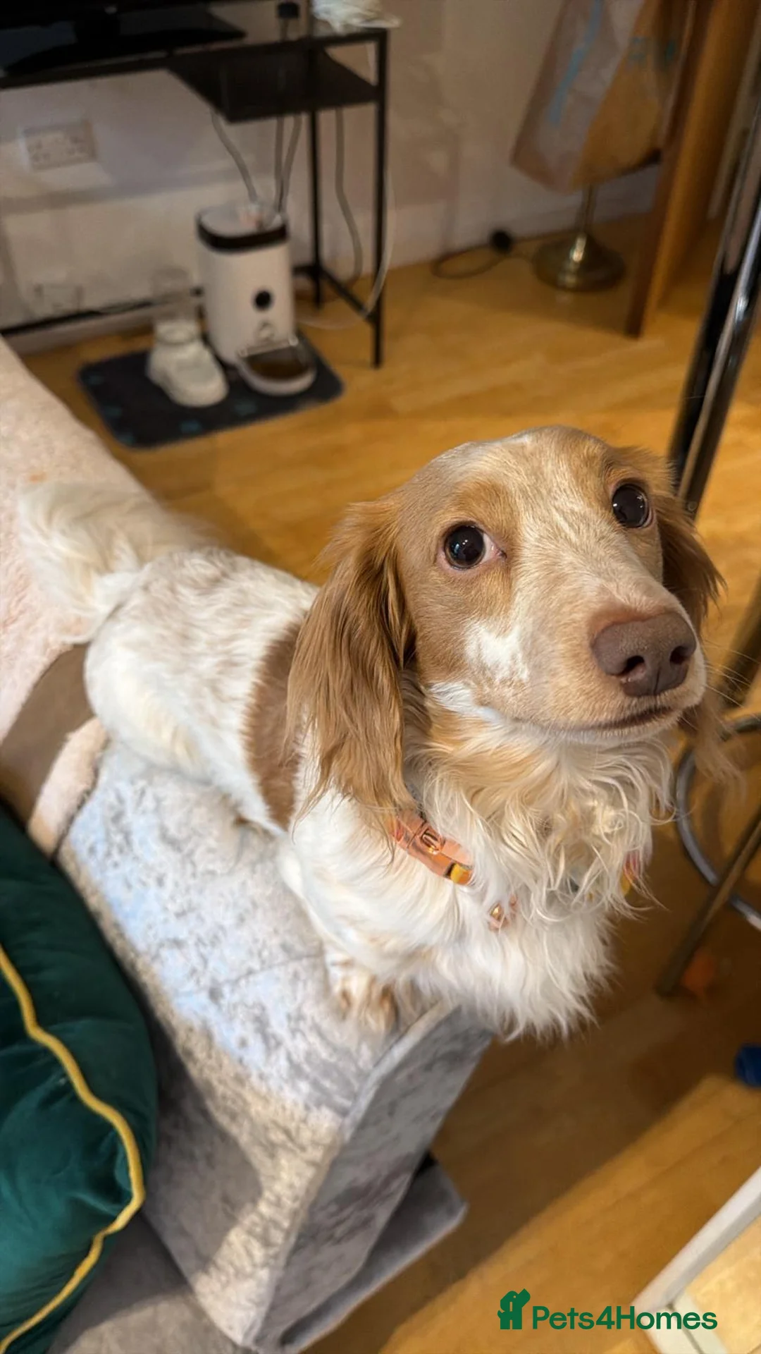Miniature Dachshund dogs for sale: Miniature Dachshund - Advert 3