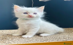 Ragdoll cats for sale: Stunning Rainbow of Ragdoll Kittens - Image 27