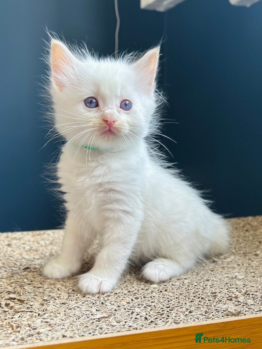 Ragdoll cats for sale: Stunning Rainbow of Ragdoll Kittens - Image 27