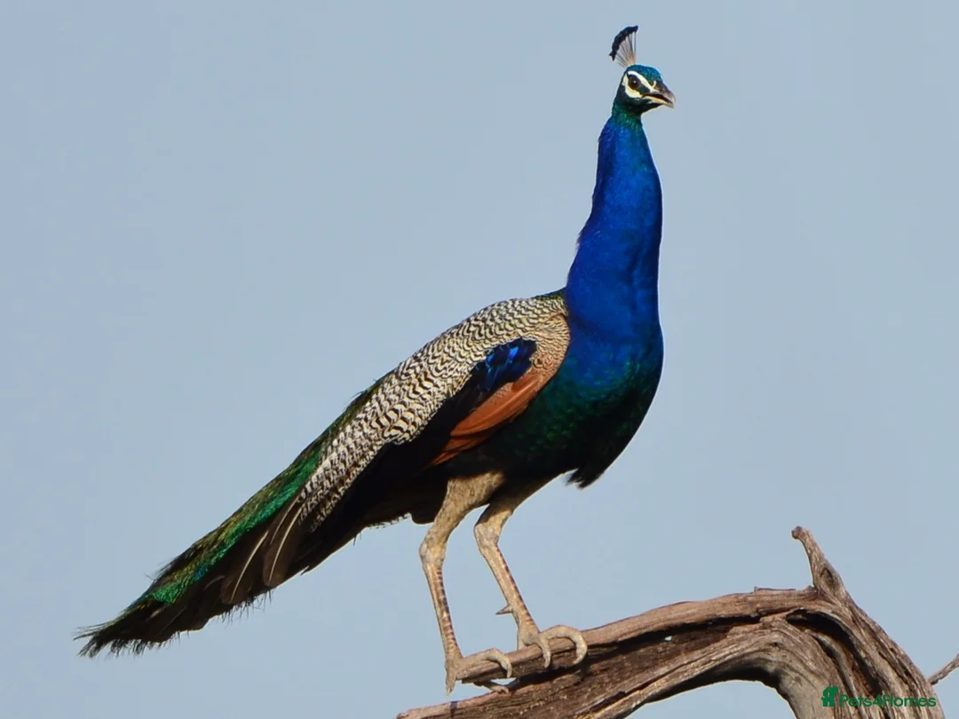 Peafowl poultry for sale: 2 years old Indian blue Peacock in Paisley - Advert 1