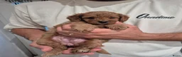 Cockapoo dogs for sale:  F1B red and apricot curly and wavy cockapoos - Advert 8