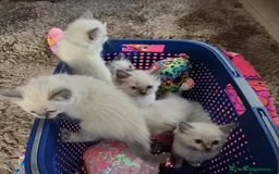 Ragdoll cats for sale: Four stunning blue point Ragdoll kittens - Image 7