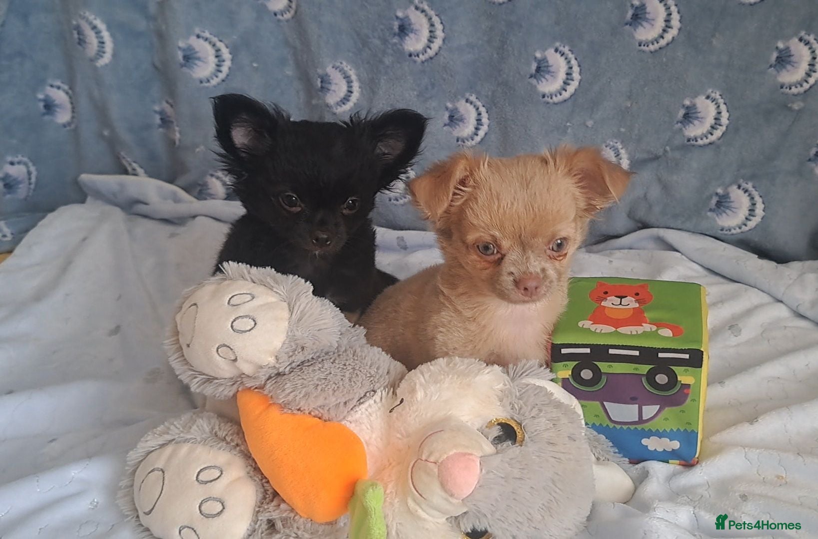 Chihuahua dogs 2 long coat Chihuahua male pups available - Advert 19