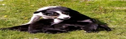 Borador dogs for sale: Beautiful, playful borador puppies in Aberystwyth - Advert 2