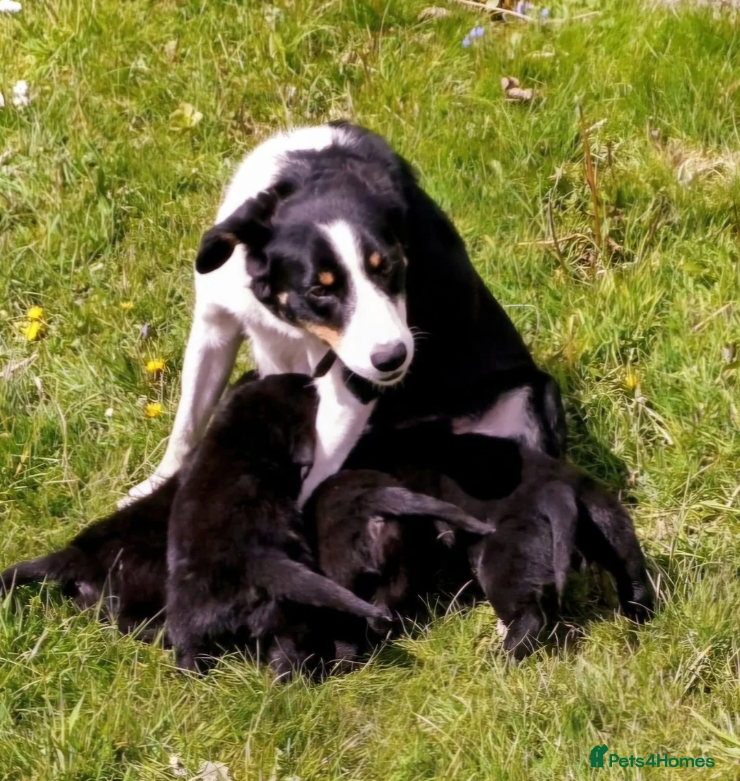 Borador dogs for sale: Beautiful, playful borador puppies in Aberystwyth - Advert 2