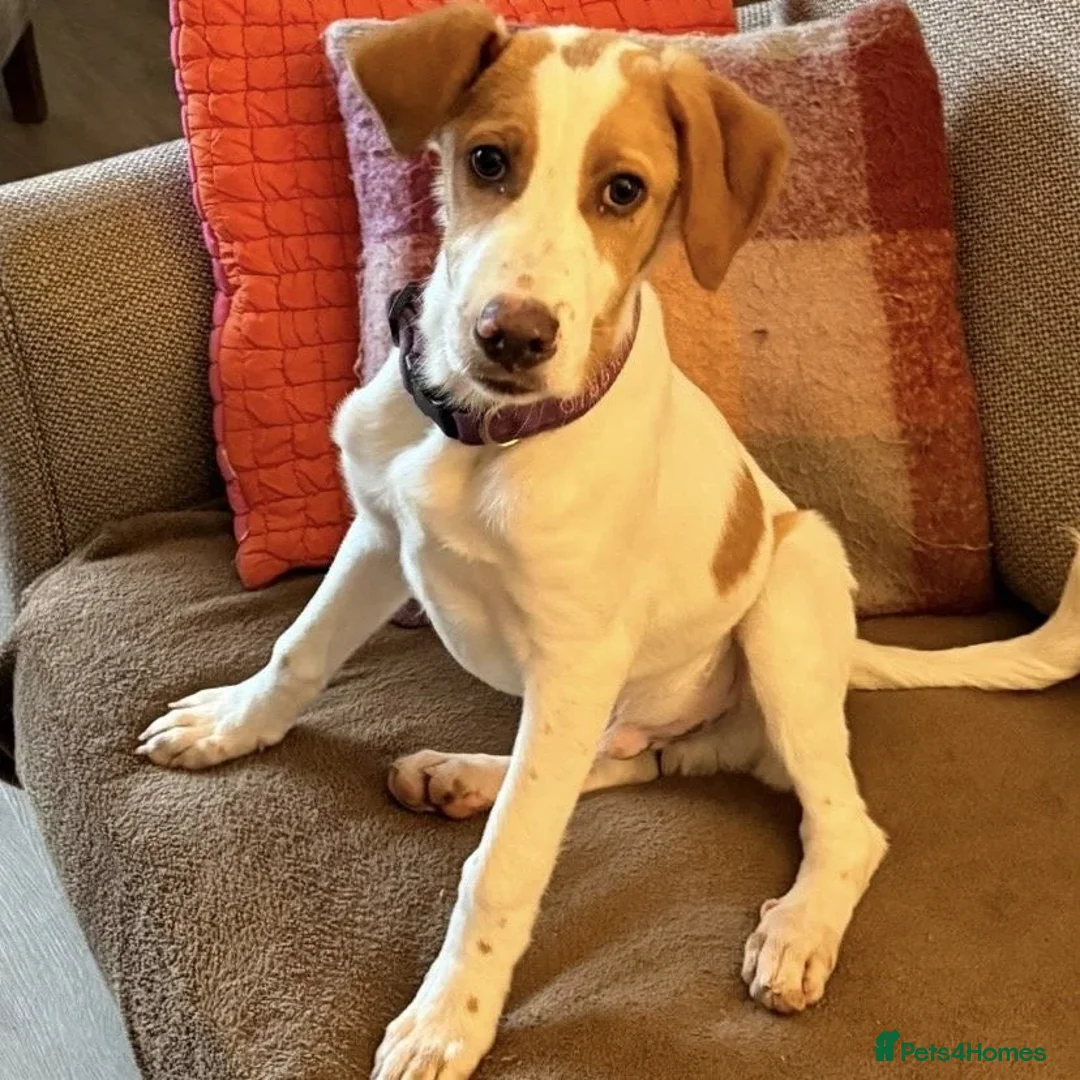 Mixed Breed dogs for adoption: Merlin - Advert 5