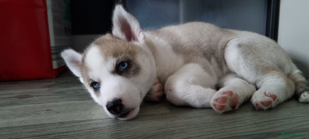 Siberian Husky dogs for sale: Husky puppies - Image 24