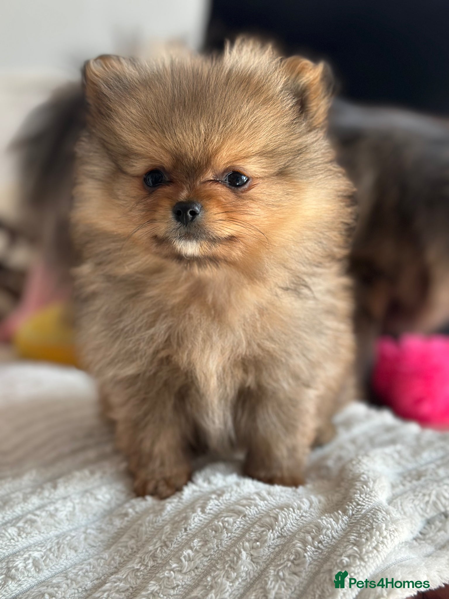 Pomeranian dogs 🐻4 stunning KC Pomeranian puppies🐻READY SOON🩵🩷 - Advert 10
