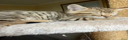 Mixed Breed cats for sale: Bengal Cross Female Kitten - Advert 8