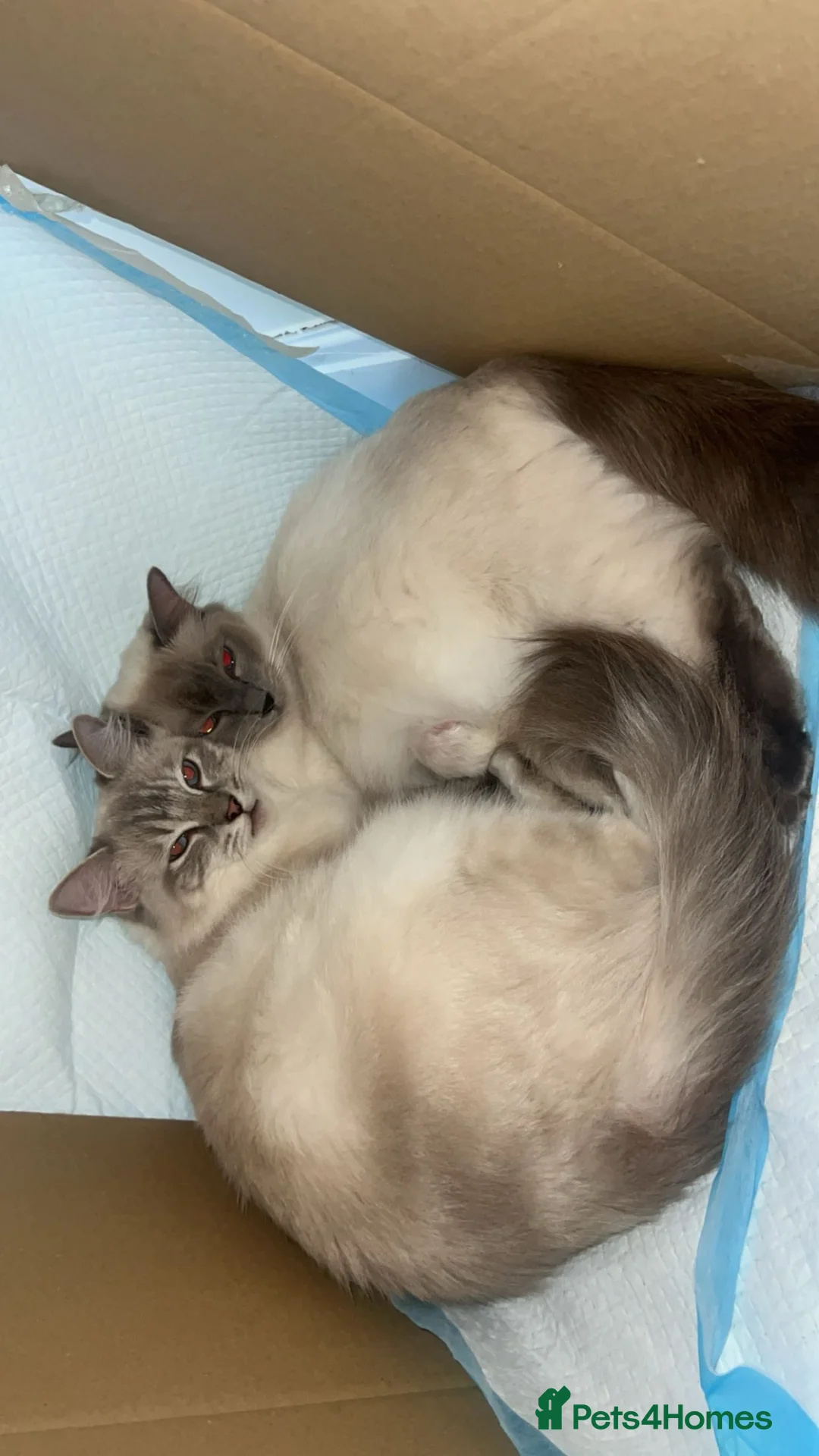 Ragdoll cats for sale: Gorgeous Ragdoll Kittens Looking for Loving Homes - Advert 37