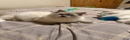 Ragdoll cats for sale: Ragdoll  - Advert 4