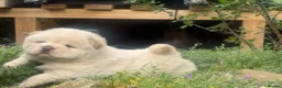 Chow Chow dogs for sale: Platinum chow chow  - Advert 9