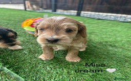 Cockapoo dogs for sale: F1 COCKAPOO PUPPIES 5🌟 LICENSED BREEDER  - Image 7