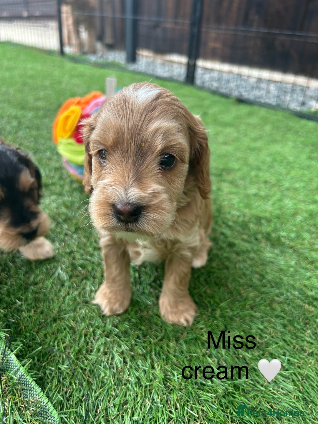 Cockapoo dogs for sale: F1 COCKAPOO PUPPIES 5🌟 LICENSED BREEDER  - Image 7