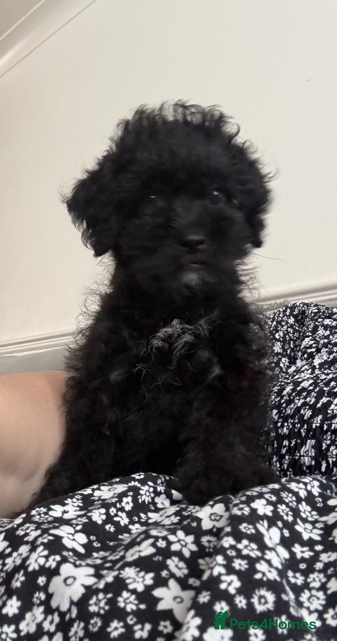 Maltipoo dogs Outstanding Malshipoo puppy  - Advert 1