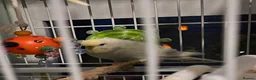 Budgerigars birds for sale: 2 budgies - Advert 2