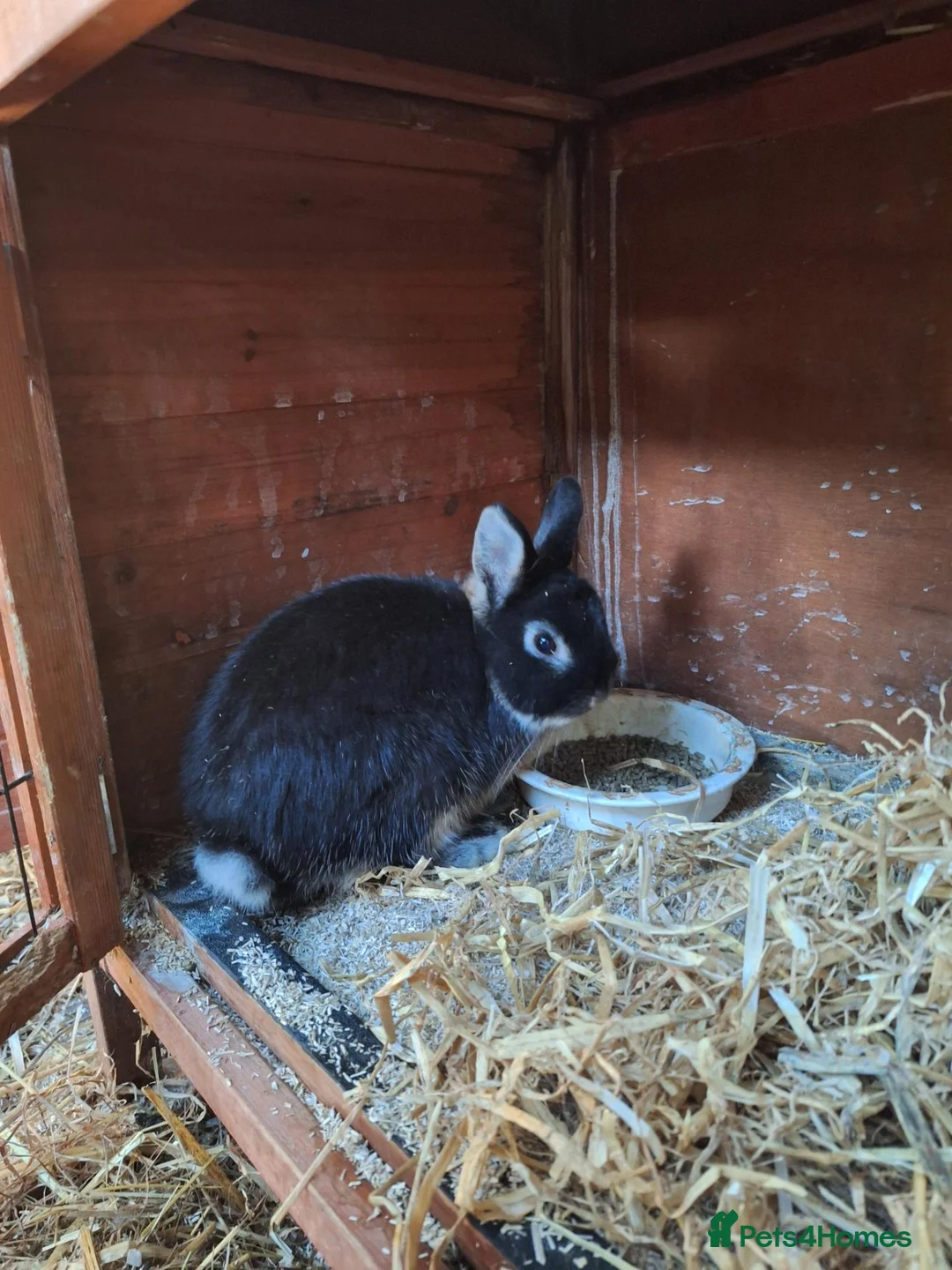 Netherland Dwarf rabbits for sale: Netherland Dwarf rabbits - Advert 1