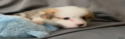 Welsh Corgi Pembroke dogs for sale: Corgi Puppies for Loving Homes – 1 Male, 1 Females - Advert 19