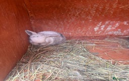 Dwarf Lop rabbits for sale: Baby rabbits for sale *6 - Advert 1