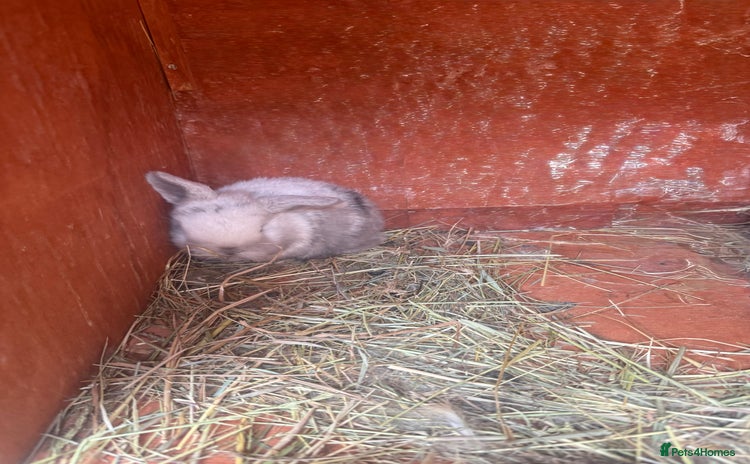 Dwarf Lop rabbits Baby rabbits for sale *6 - Advert 9