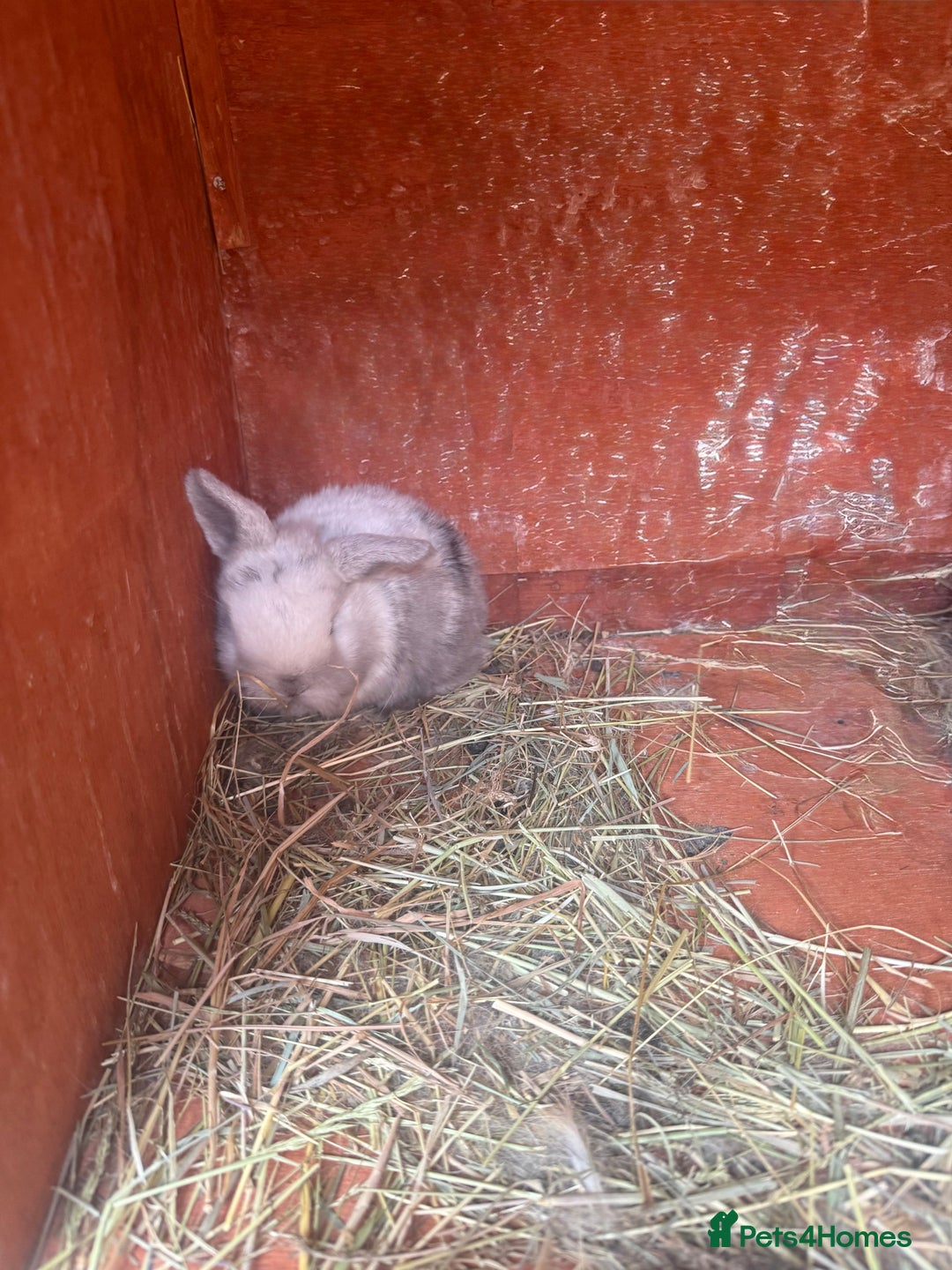 Dwarf Lop rabbits for sale: Baby rabbits for sale *6 - Advert 1