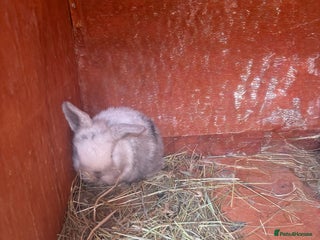 Dwarf Lop rabbits for sale: Baby rabbits for sale *6 - Advert 1