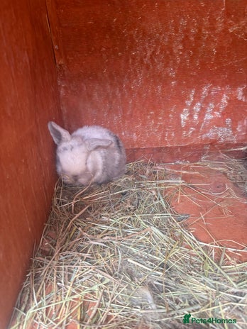 Dwarf Lop rabbits Baby rabbits for sale *6 - Advert 1