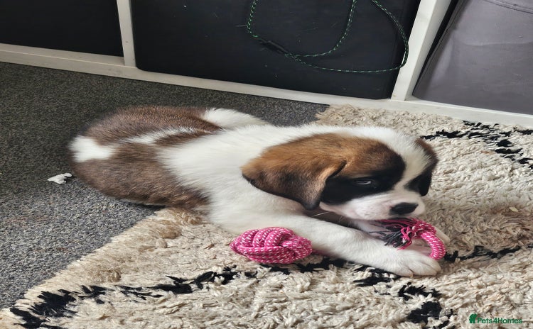 Saint Bernard dogs in Malvern - Advert 1