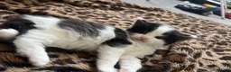 Mixed Breed cats for sale: Beautiful Kittens for sale- ready for loving homes in Chelmsford - Advert 5