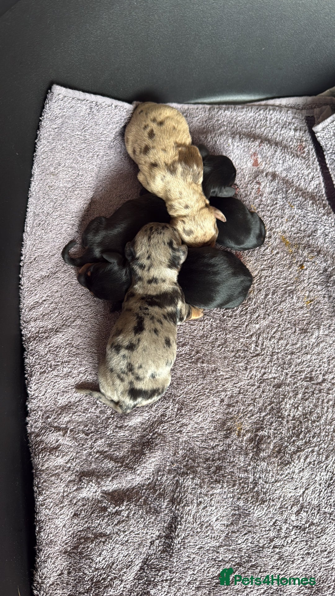 Dachshund dogs for sale: Litter of standard Dachshund  - Image 5