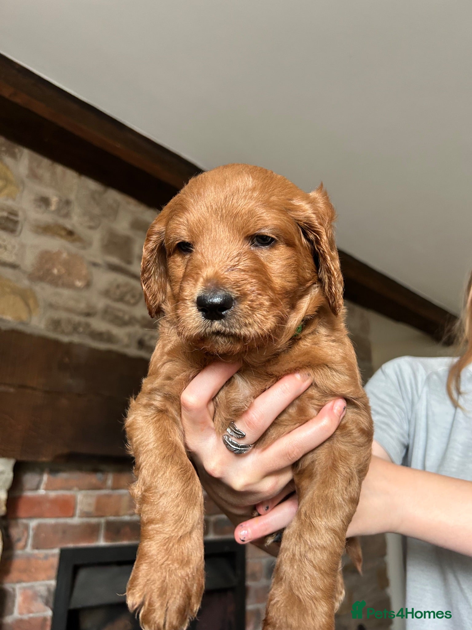 Goldendoodle dogs Outstanding F1 Standard GoldenDoodles - Advert 3